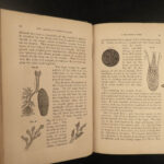 1869 1ed Harriet Beecher Stowe Woman’s Home Economics Cooking Americana
