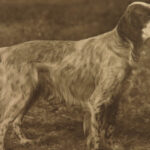 1906 The DOG Book by James Watson Bulldogs St Bernard Poodles Veterinary Canine