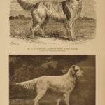 1906 The DOG Book by James Watson Bulldogs St Bernard Poodles Veterinary Canine