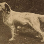 1906 The DOG Book by James Watson Bulldogs St Bernard Poodles Veterinary Canine