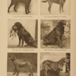 1906 The DOG Book by James Watson Bulldogs St Bernard Poodles Veterinary Canine