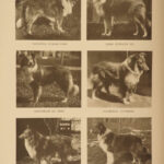 1906 The DOG Book by James Watson Bulldogs St Bernard Poodles Veterinary Canine