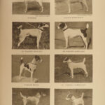 1906 The DOG Book by James Watson Bulldogs St Bernard Poodles Veterinary Canine