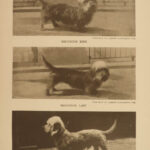 1906 The DOG Book by James Watson Bulldogs St Bernard Poodles Veterinary Canine