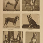 1906 The DOG Book by James Watson Bulldogs St Bernard Poodles Veterinary Canine