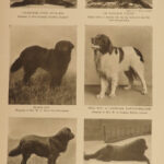 1906 The DOG Book by James Watson Bulldogs St Bernard Poodles Veterinary Canine