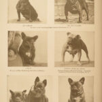 1906 The DOG Book by James Watson Bulldogs St Bernard Poodles Veterinary Canine