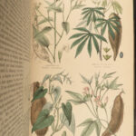 1870 Rhind BOTANICAL History Vegetable Kingdom Plants Botany Illustrated Herbal