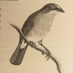 1874 BIRDS 1ed History of North American Ornithology Illustrated Baird 3v SET