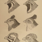 1874 BIRDS 1ed History of North American Ornithology Illustrated Baird 3v SET