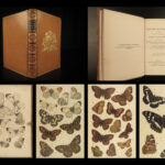 1886 British Butterflies Illustrated BUTTERFLY Insects Coleman Lepidoptera