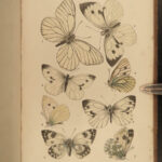 1886 British Butterflies Illustrated BUTTERFLY Insects Coleman Lepidoptera