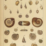 1845 SHELLS 1ed Conchology Land & Water Mollusks Clams Slugs Snails Illustrated