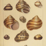 1845 SHELLS 1ed Conchology Land & Water Mollusks Clams Slugs Snails Illustrated