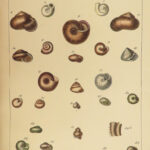 1845 SHELLS 1ed Conchology Land & Water Mollusks Clams Slugs Snails Illustrated