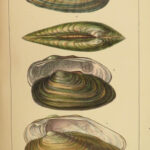 1845 SHELLS 1ed Conchology Land & Water Mollusks Clams Slugs Snails Illustrated