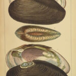 1845 SHELLS 1ed Conchology Land & Water Mollusks Clams Slugs Snails Illustrated