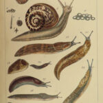 1845 SHELLS 1ed Conchology Land & Water Mollusks Clams Slugs Snails Illustrated