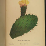 1880 Holy Land Wild Flowers Botany Illustrated Palestine Jerusalem 54 Color ART