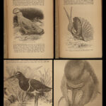 1886 Charles Darwin Descent of Man Evolution Natural History Monkeys Science