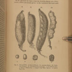 1868 1st ed Charles Darwin Variation Under Domestication Biology Plant Evolution