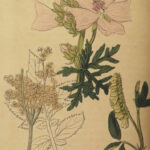 1812 1ed John Hill HERBAL Medicine Plants Flowers Color Illustrated Distillation
