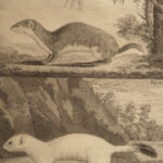 1758 Buffon Natural History ANIMAL Science Illustrated Fox Wolf Otter Squirrels