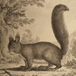 1758 Buffon Natural History ANIMAL Science Illustrated Fox Wolf Otter Squirrels