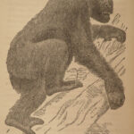 1863 EVOLUTION 1ed Huxley Man’s Place in Nature Darwin March of Progress APES