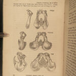 1863 EVOLUTION 1ed Huxley Man’s Place in Nature Darwin March of Progress APES