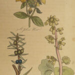 1820 John Hill HERBAL Medicine Plants Flowers Color Illustrated Distillation