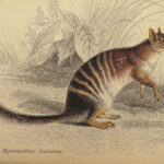 1841 Jardine Mammals Naturalist Squirrels Porcupine Platypus Rodents Illustrated