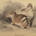 1841 Jardine Mammals Naturalist Squirrels Porcupine Platypus Rodents Illustrated