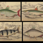 1841 Jardine Naturalist FISH Piranha Salmon Carp Dorsa Ichthyology Africa Guiana