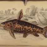 1841 Jardine Naturalist FISH Piranha Salmon Carp Dorsa Ichthyology Africa Guiana