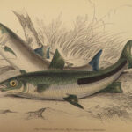 1841 Jardine Naturalist FISH Piranha Salmon Carp Dorsa Ichthyology Africa Guiana