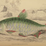 1841 Jardine Naturalist FISH Piranha Salmon Carp Dorsa Ichthyology Africa Guiana