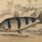 1841 Jardine Naturalist FISH Piranha Salmon Carp Dorsa Ichthyology Africa Guiana