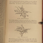 1875 History Caricature & Grotesque ART Mythology Reynard Fox DRAGONS Witchcraft