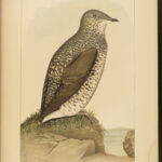 1887 ALASKA 1ed Natural History Zoology Illustrated BIRDS Animal Ecology Siberia