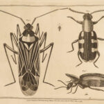 1787 MICROSCOPE Biology OPTICS Botany Insects + Illustrated SCIENC Atlas Adams