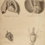 1822 Anatomy PLATES 1ed Childbirth Demonstrations Maygrier Medicine Pregnancy