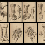 1842 Extinct Gigantic Sloth Mylodon Fossils Owen Paleontology Skeletons Darwin