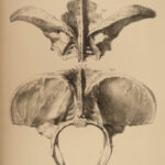 1842 Extinct Gigantic Sloth Mylodon Fossils Owen Paleontology Skeletons Darwin