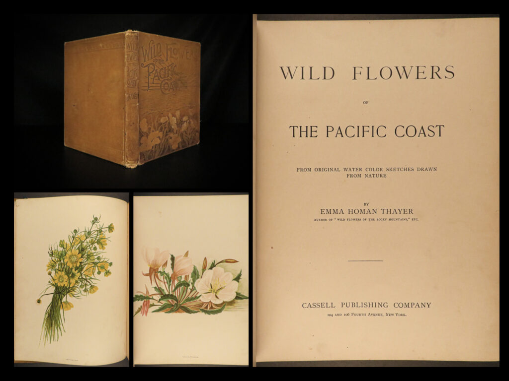 1887 wild flowers pacific coast california oregon seattle washington botanical | emma h thayer was a 19<sup>th</sup>-century american artist most known for her visualizations of american wildflowers. ‘<em>wild flowers of the pacific coast’</em> is a large folio work filled with the sketches of thayer, illustrated with full-page color engravings of flowers from the pacific northwest of the united states. This work was designated as a travel narrative with specific detail paid to scientific details of the plants.  