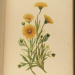 1887 Wild Flowers Pacific Coast California Oregon Seattle Washington Botanical