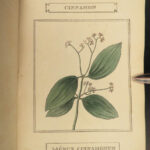 1812 BEAUTIFUL Carl Linnaeus BOTANY Illustrated Flowers Plants Duppa Botanical