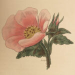 1812 BEAUTIFUL Carl Linnaeus BOTANY Illustrated Flowers Plants Duppa Botanical