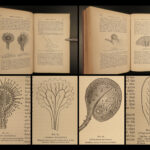 1875 1st ed Charles Darwin Insectivorous Plants Carnivorous Botany Evolution