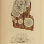 1844 English Botany James Sowerby Color Cryptogam Lichens Fungi Mosses Algae